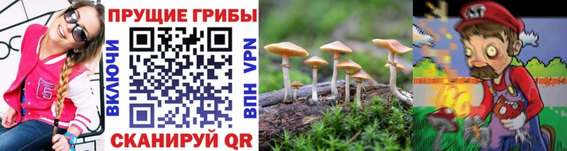 Псилоцибиновые грибы Psilocybe Новокубанск